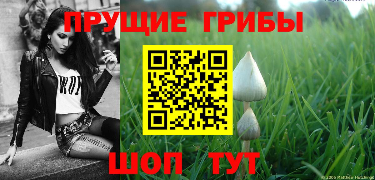 Зеленогорск  Галлюциногенные грибы прущие грибы  Вход с VPN 