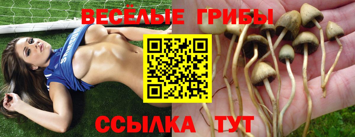 Псилоцибиновые грибы Psilocybine cubensis Зеленогорск